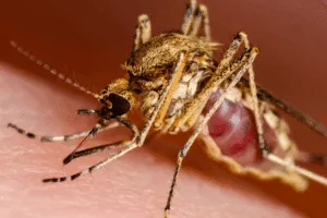 influenza zika
