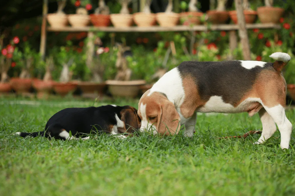 topi e cani