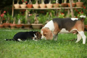 topi e cani