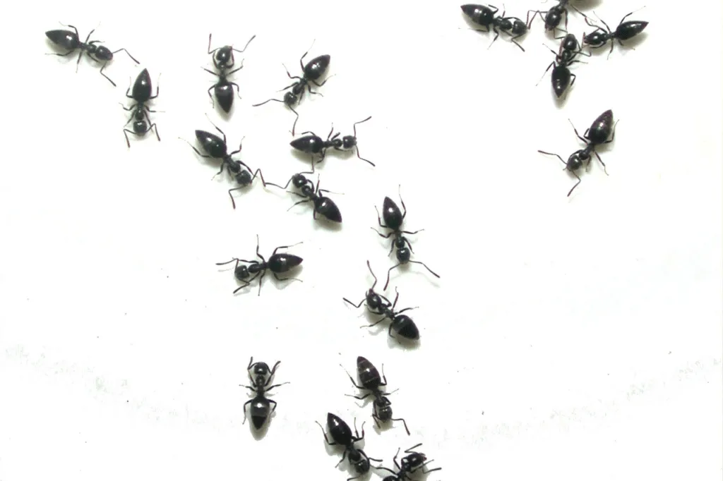 Alcuni esemplari di formiche piccolissime nere su sfondo bianco