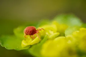 trombicula acaro