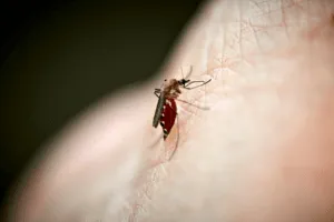 come riconoscere insetti ematofagi come riconoscere insetti ematofagi