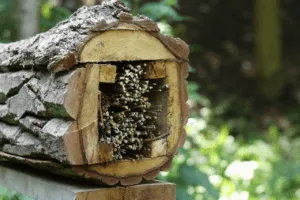 insetti primaverili come riconoscerli insetti primaverili come riconoscerli