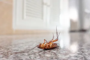 come trovare il nido degli scarafaggi in casa come trovare il nido degli scarafaggi in casa