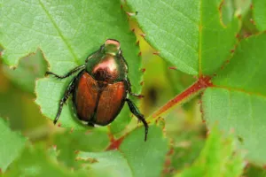 popillia japonica insetticidi popillia japonica insetticidi