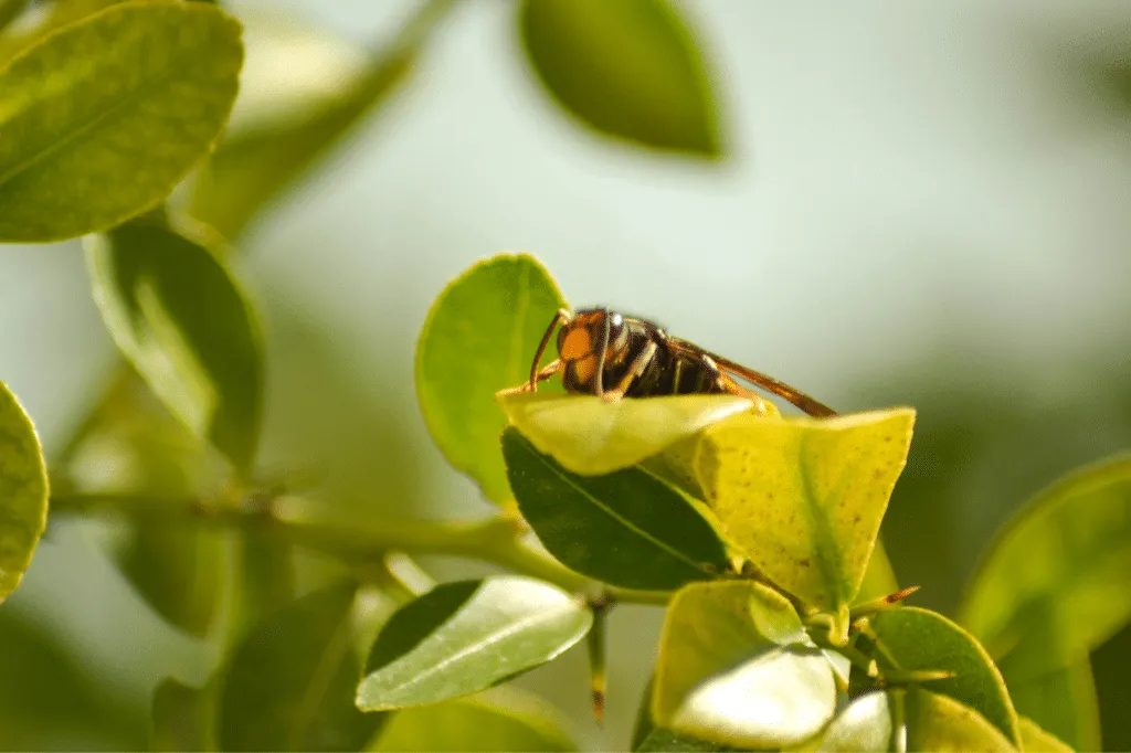 vespa velutina puntura