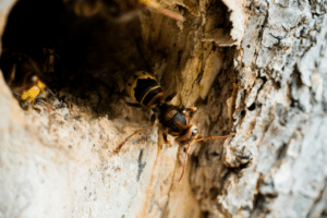 Nido di vespa orientalis all'interno di una cavità di un albero
