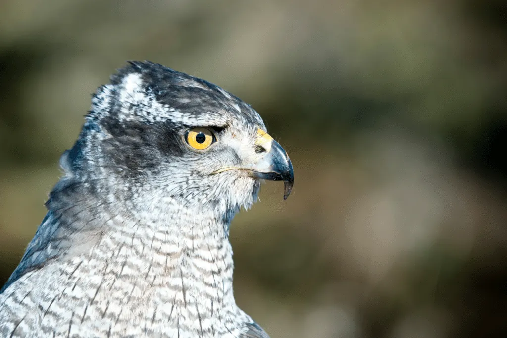 falco spaventa piccioni
