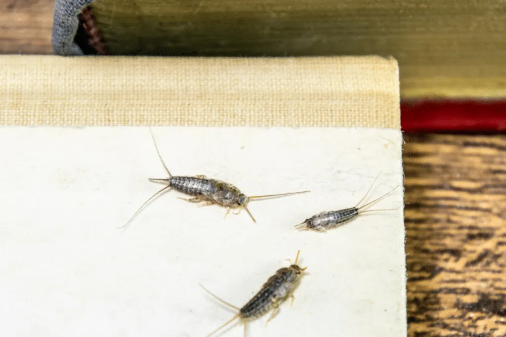 come si formano i pesciolini d'argento