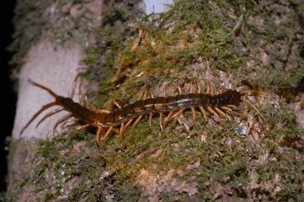 disinfestazione morso di scolopendra