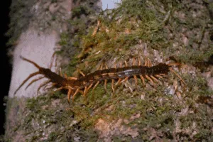 disinfestazione morso di scolopendra