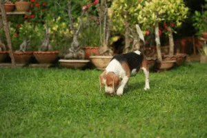 ultrasuoni topi e cani
