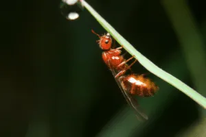 insetti imenotteri