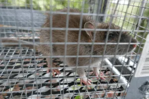 derattizzazione ratto norvegese