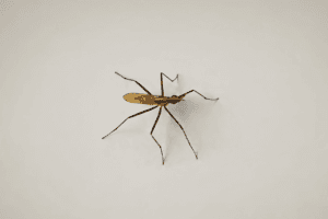 insetti primaverili infestazione insetti primaverili infestazione