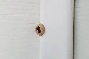 vespe nidi di fango vespe nidi di fango