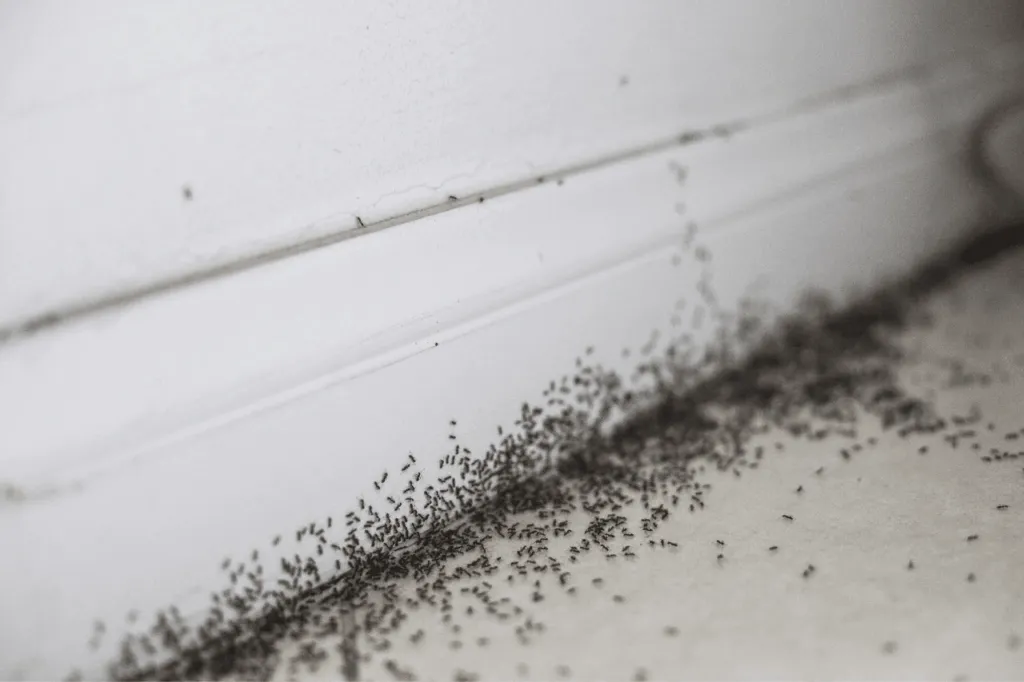 Battiscopa infestato