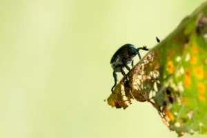 lamina japonica lamina japonica