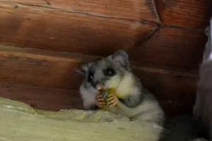 ghiro sul tetto ghiro sul tetto