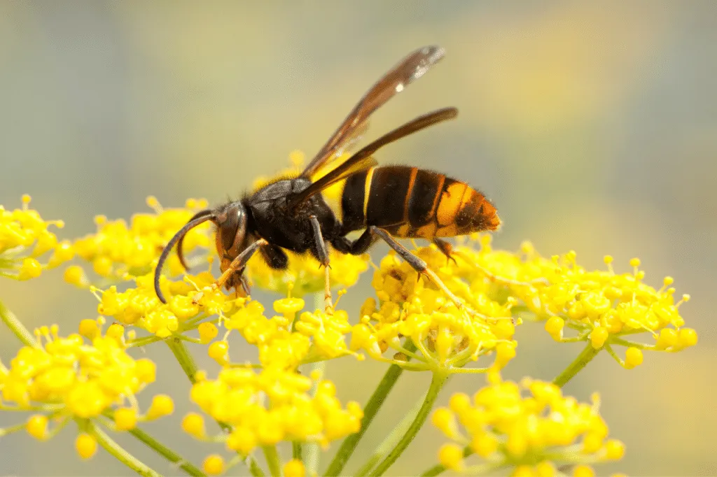 vespa velutina italia