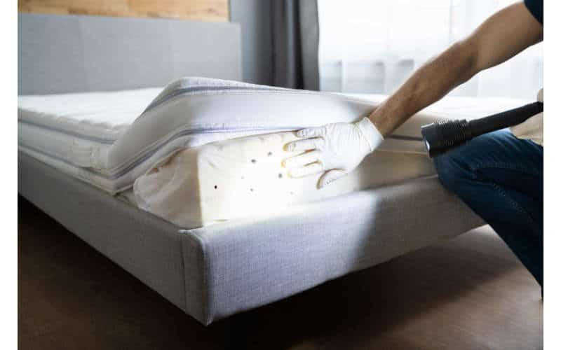 cimici da letto come arrivano