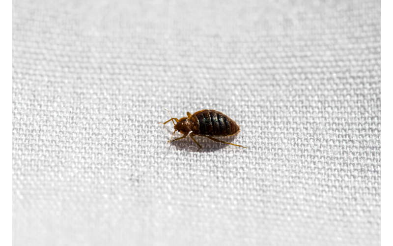 Cimici dei letti in estate