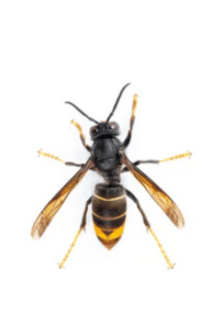 vespa velutina