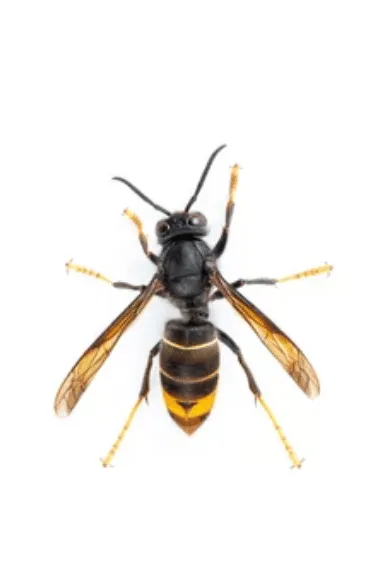 vespa velutina