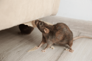 Un piccolo topo che annusa la tappezzeria di un divano