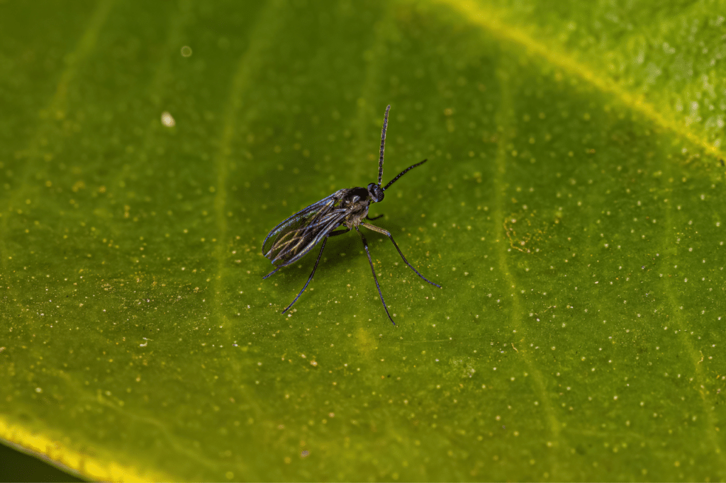 Un moscerino posato su una foglia verde