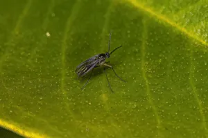 Un moscerino posato su una foglia verde