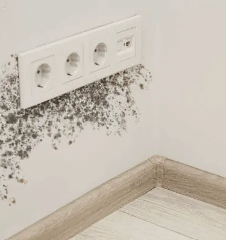 Una presa elettrica a muro, con quattro entrate, circondata da muffa sul muro