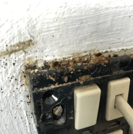 Primo piano di un angolo di una presa elettrica ricoperta da piccoli psocotteri