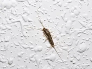 Un pesciolino d'argento che indisturbato si muove su una parete dal colore bianco