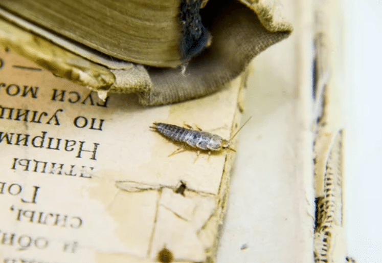 Un piccolo pesciolino d'argento posizionato su varie pagine di un libro