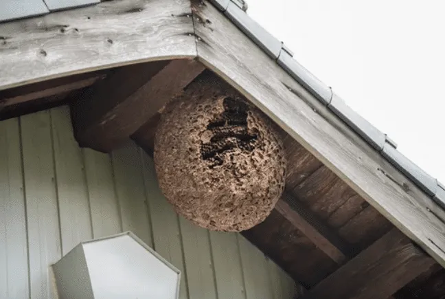 Un nido di calabroni attaccato nel sottotetto di una tettoia