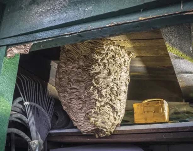 Nido di calabroni all'interno di una casetta di legno