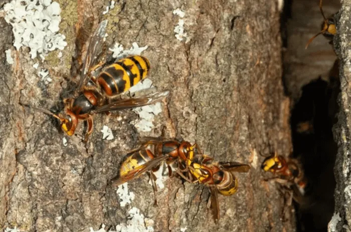Diversi calabroni su tronco di un albero