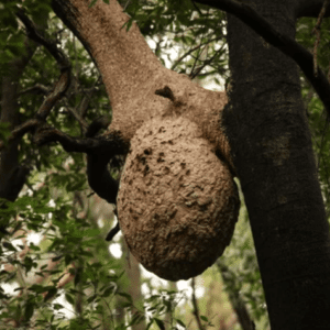 Un grande nido di calabroni sul tronco di un albero