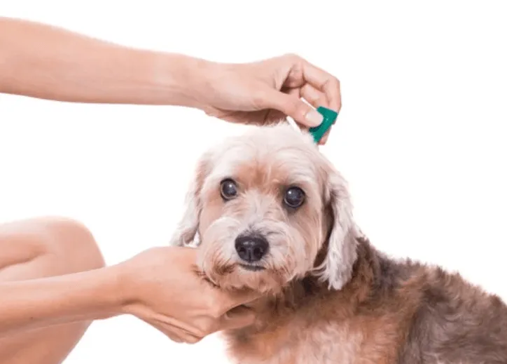 Foto di un cane meticcio mentre gli viene somministrato dalla padrona l'antiparassitario