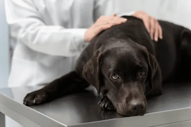 Un cane marrone disteso sul tavolo del veterinario, ripreso in secondo piano con le mani appoggiate sul cane