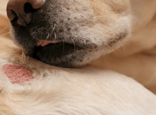 Primo piano di un cane che sta per leccarsi una ferita della pelle