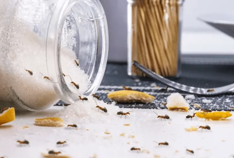 Un'infestazione di formiche a causa di prodotti alimentari sparsi sul piano di lavoro