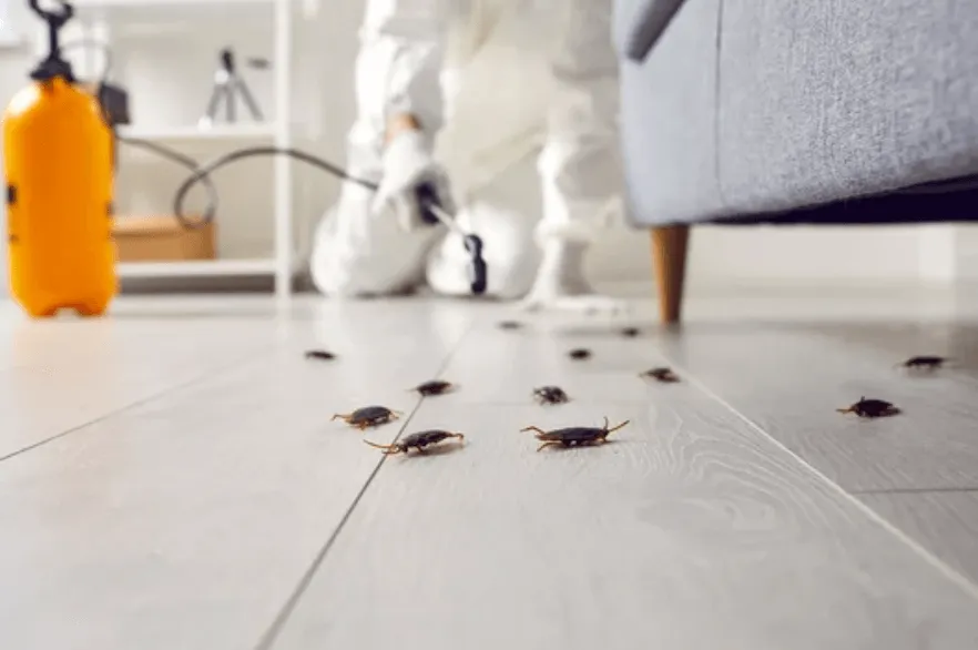 Un'infestazione di blatte che viene debellata dal disinfestatore