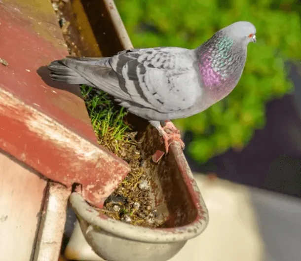 Un piccione posato su una grondaia sporca