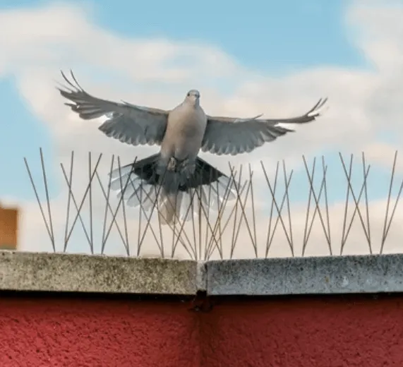 Gli spuntoni anti-piccioni sono una barriera efficace per mantenere puliti e sicuri gli spazi urbani e architettonici