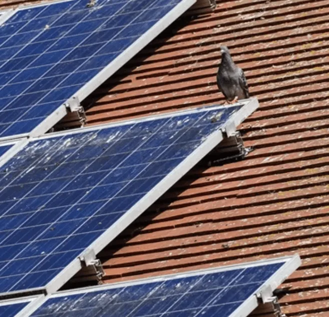 Un piccione posato su un impianto fotovoltaico