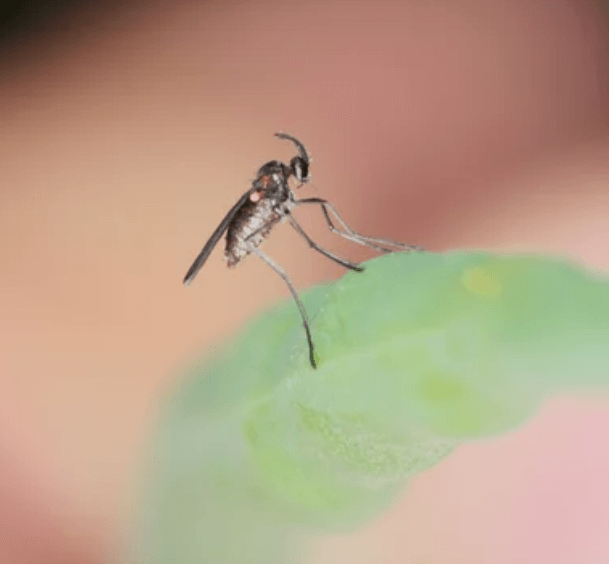 Un primo piano su un moscerino posato su una foglia