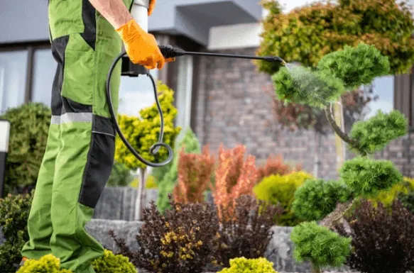 Un disinfestatore che spruzza del prodotto su delle piante da esterno
