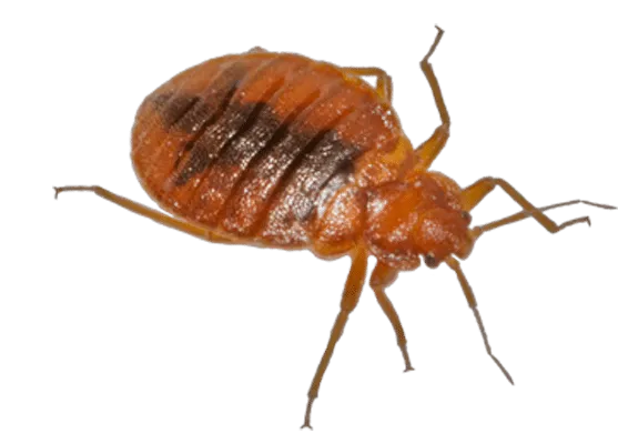 cimici del letto